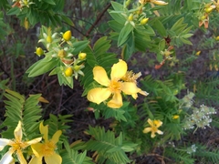 Hypericum mysurense
