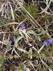 Polygala serpyllifolia