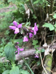 Silene dioica