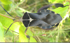 Petascelis remipes