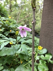 Anemonoides nemorosa