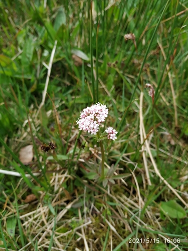 Marsh valerian (Valeriana dioica)