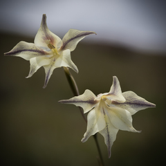 Gladiolus longicollis