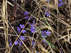 Polygala serpyllifolia