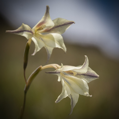 Gladiolus longicollis