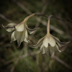 Gladiolus longicollis