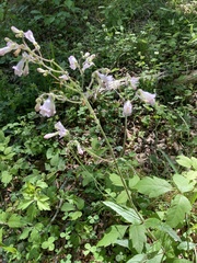 Penstemon pallidus