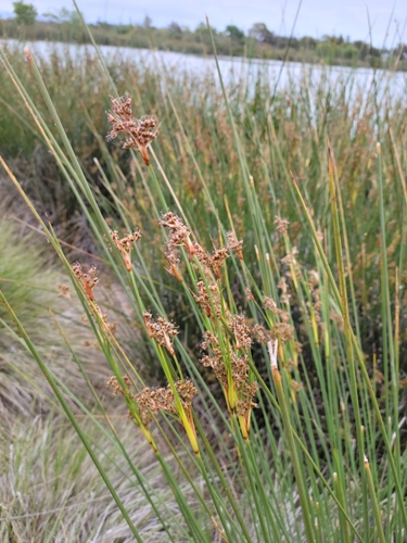 iNaturalist observation photo of Schoenoplectus Bulrushes