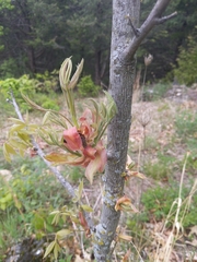 Aesculus × carnea