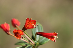 Alstroemeriaceae