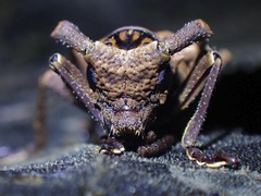 Metopides occipitalis