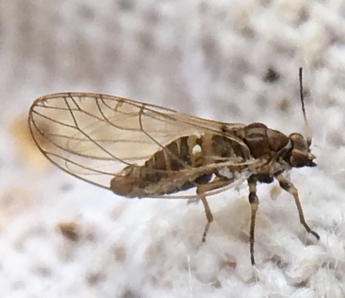 Trioza urticae