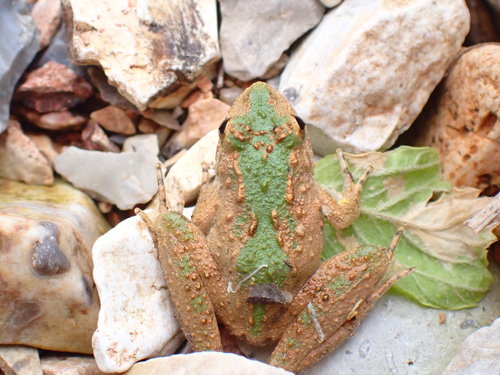 Blanchard's Cricket Frog photographed in Missouri