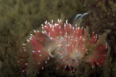 Carronella pellucida