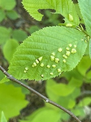 Taphrina ulmi