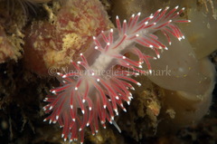 Carronella pellucida