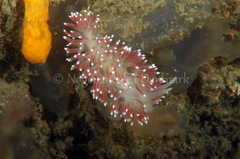 Carronella pellucida