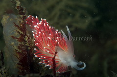 Carronella pellucida