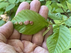 Taphrina ulmi