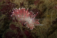 Carronella pellucida