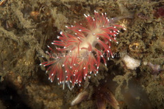 Carronella pellucida