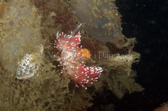 Carronella pellucida