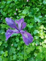 Iris tenax tenax