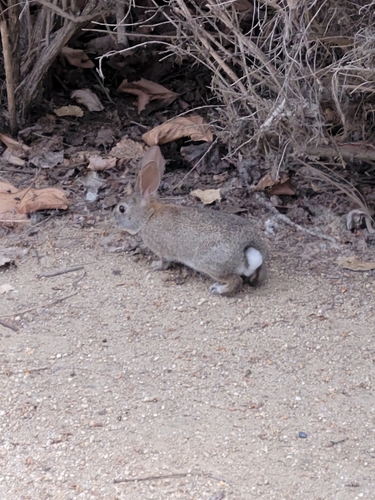 iNaturalist observation photo of Brush Rabbit