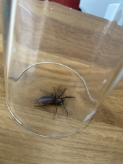 Segestria florentina