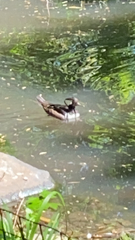 Lophodytes cucullatus