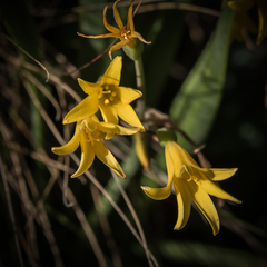 Cyrtanthus breviflorus