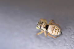 Heliophanus tribulosus