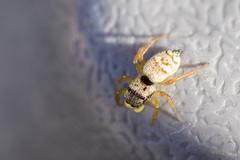 Heliophanus tribulosus