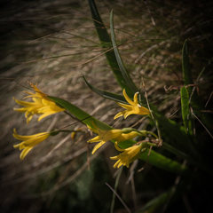 Cyrtanthus breviflorus