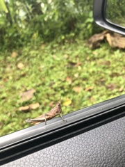 Maculiparia rotundata