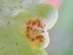 Puccinia chrysosplenii