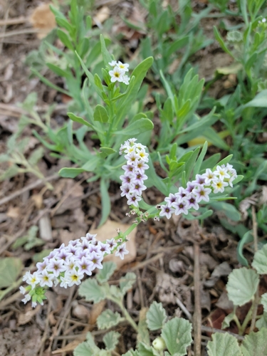iNaturalist observation photo of alkali heliotrope
