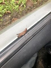 Maculiparia rotundata