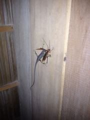 Lamprolepis smaragdina