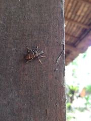 Tmesisternus oblongus