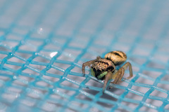 Heliophanus tribulosus