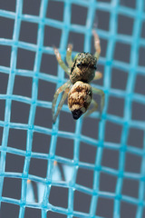 Heliophanus tribulosus