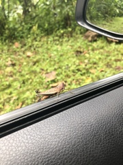 Maculiparia rotundata