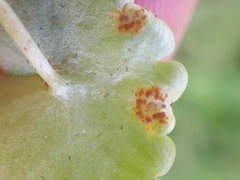 Puccinia chrysosplenii