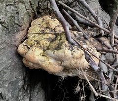 Rigidoporus ulmarius