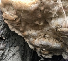 Rigidoporus ulmarius