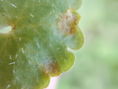 Puccinia chrysosplenii