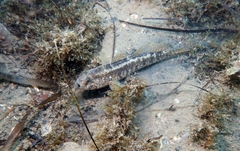 Gobius ophiocephalus