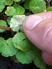 Puccinia chrysosplenii