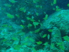 Pempheris affinis